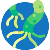 helicobacter